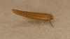 Zelleria hepariella